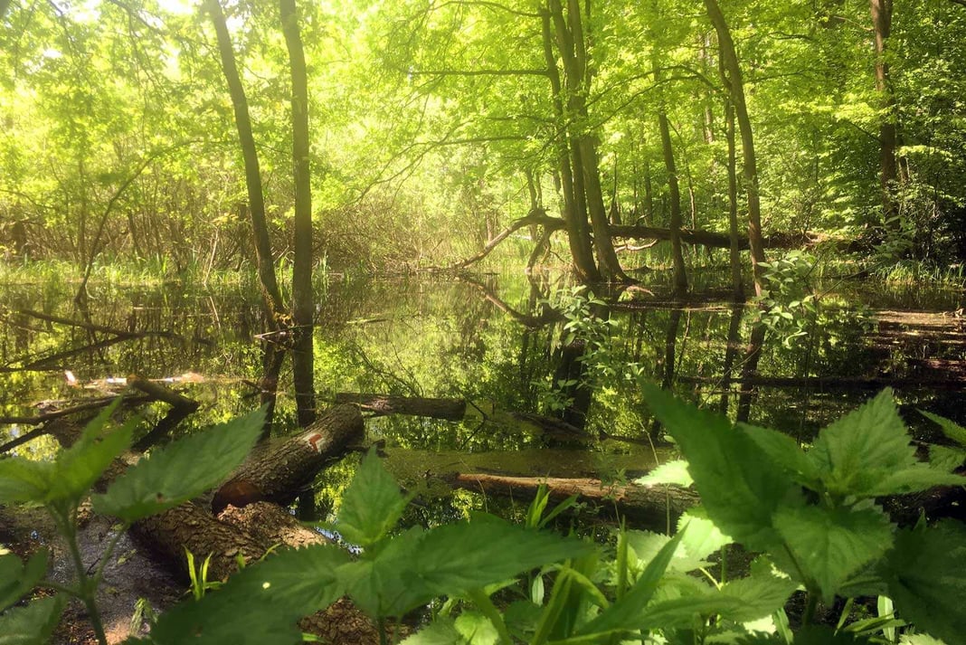 Puszcza Kampinoska, bagna
