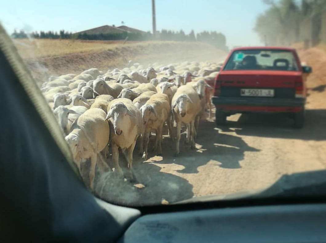 owieczki na hiszpańskich drogach