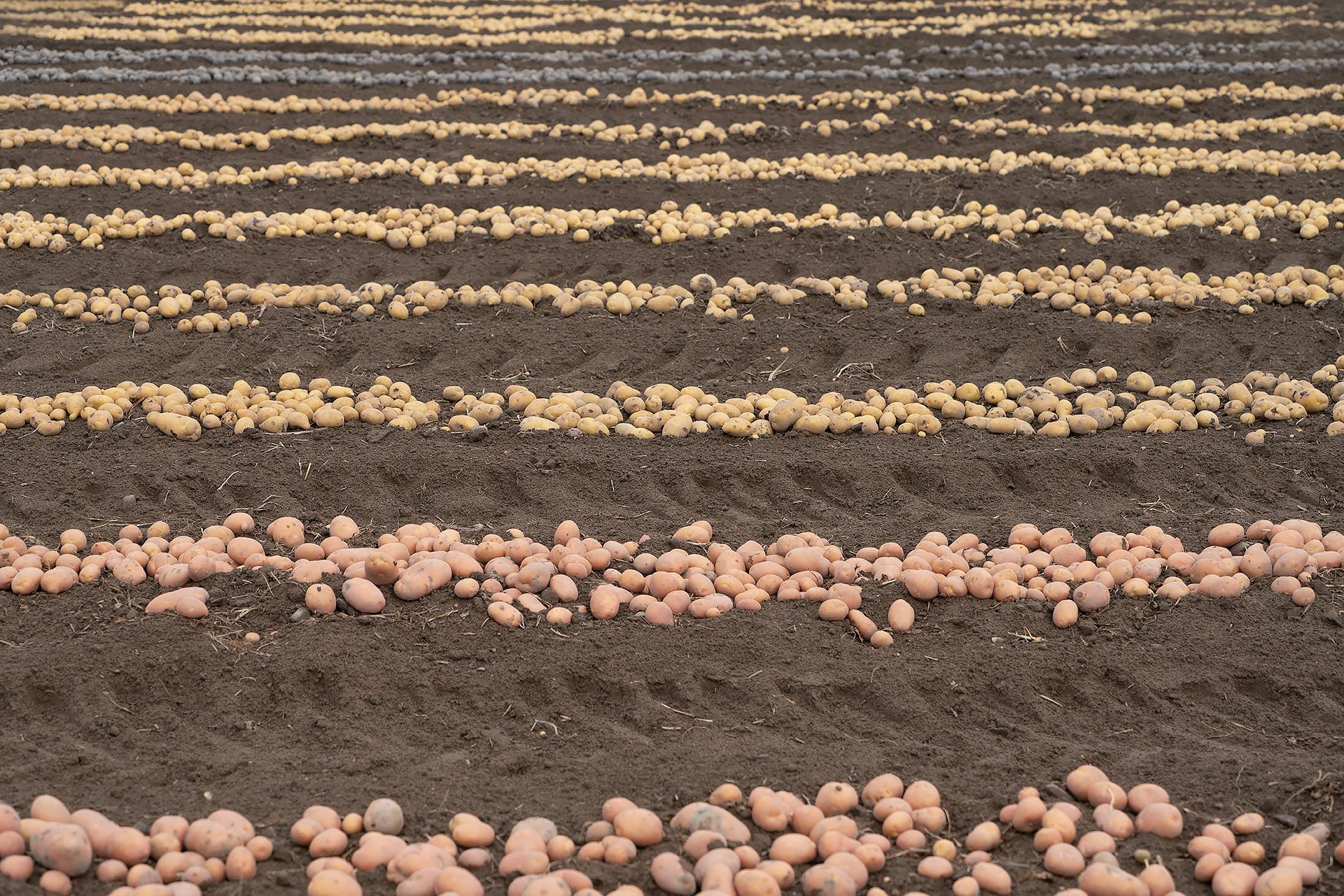 pole ziemniaków
