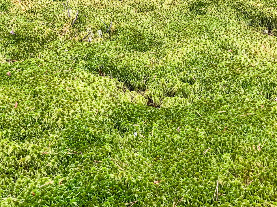torfowisko