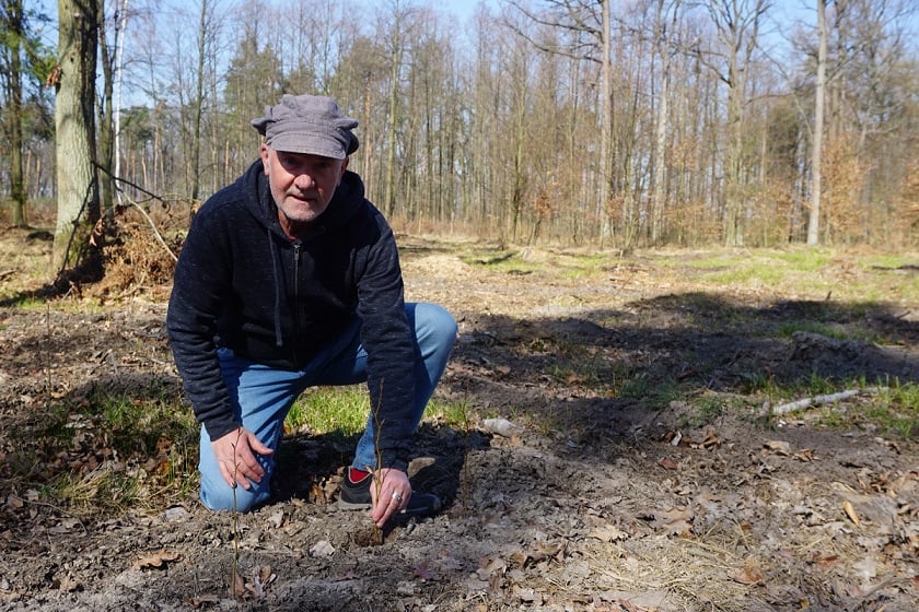 Jacek Bożek z Glubu Gaja sadzi drzewo