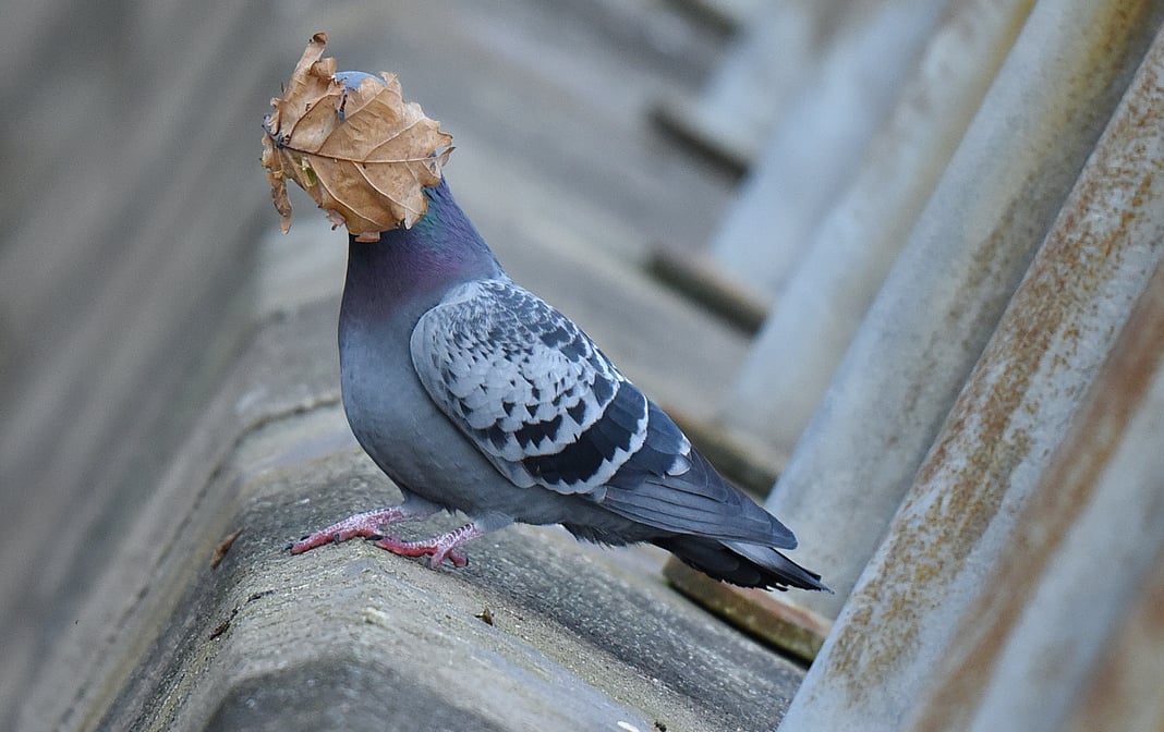 gołąb