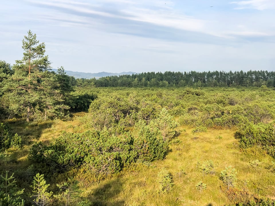 torfowisko