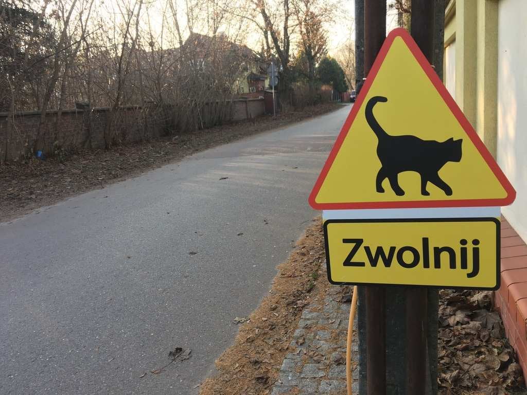 znak drogowy z kotem