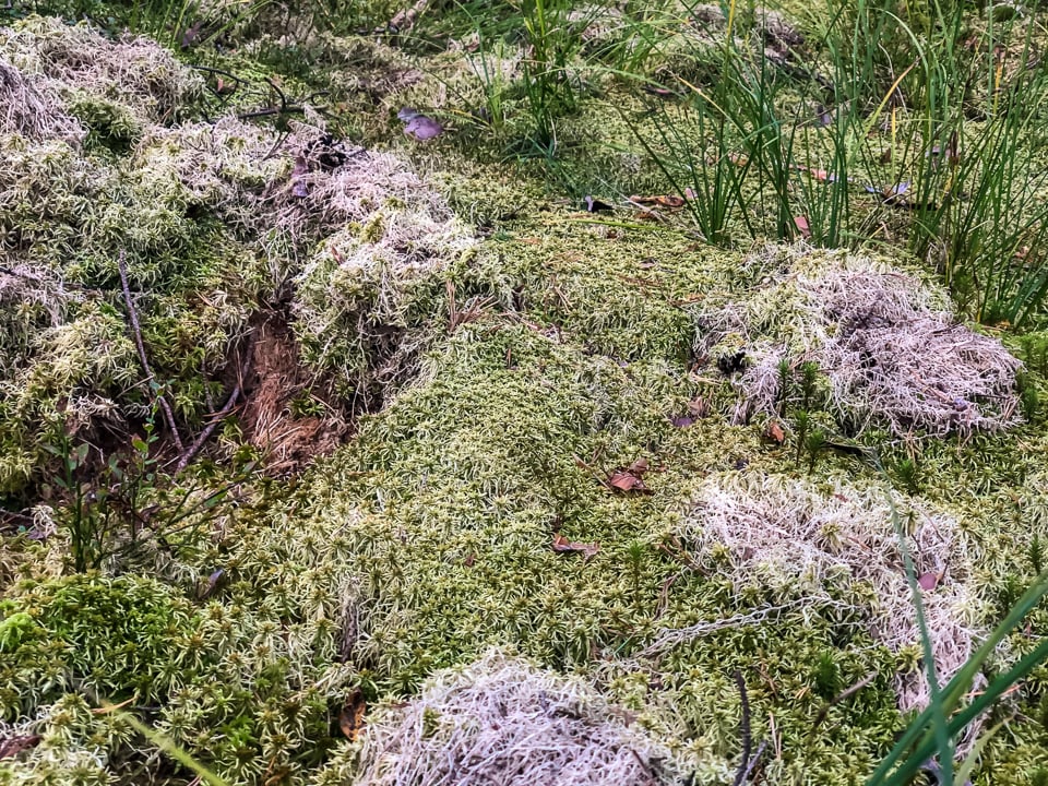 torfowisko