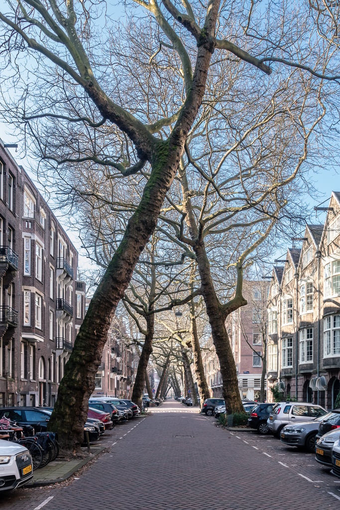 Lomanstraat Amsterdam Drzewa